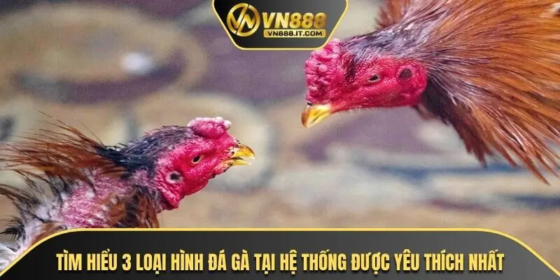 Tìm hiểu 3 loại hình đá gà tại hệ thống được yêu thích nhất