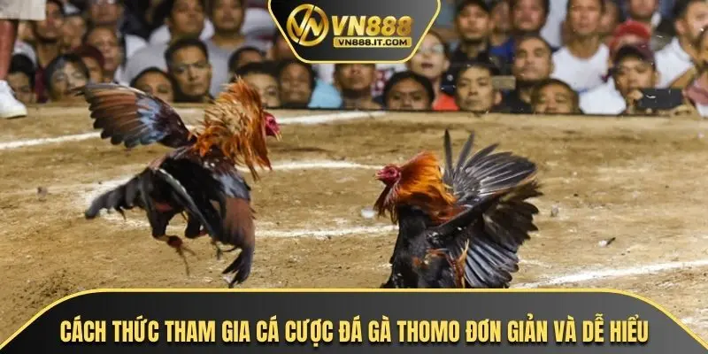 Cách thức tham gia cá cược đá gà thomo đơn giản và dễ hiểu