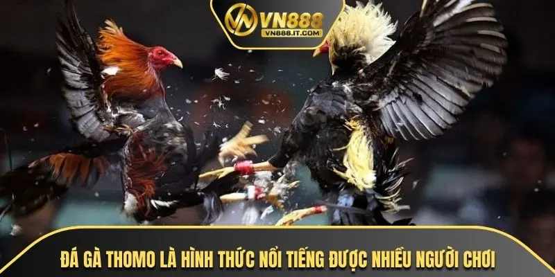 Đá gà thomo là hình thức nổi tiếng được nhiều người chơi